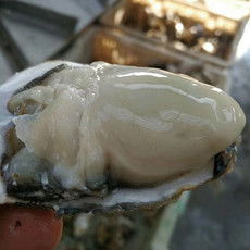 郵樂網海鮮水產全品類采購指南 報價、圖片與農副產品一站式購齊